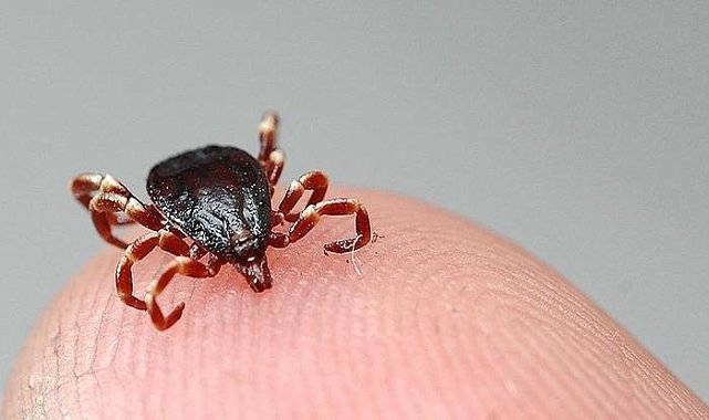 Kene bir can daha aldı: Adres bu kez Çorum